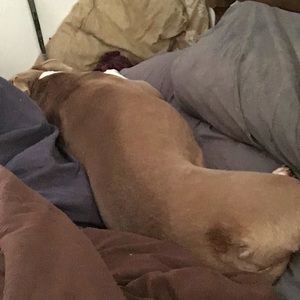 Meet your Posher, Bob